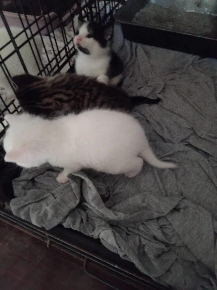 Kittens - Image 2