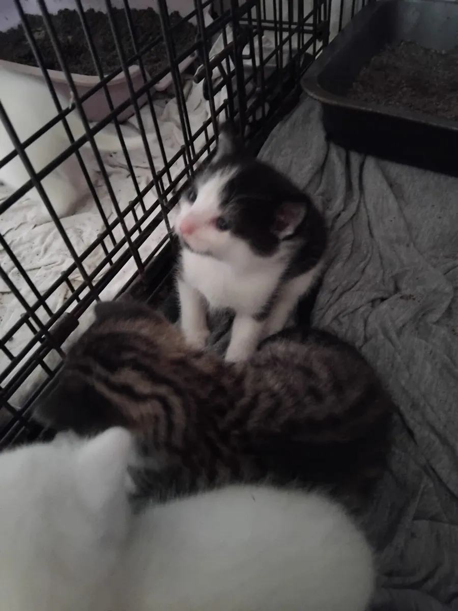 Kittens - Image 3