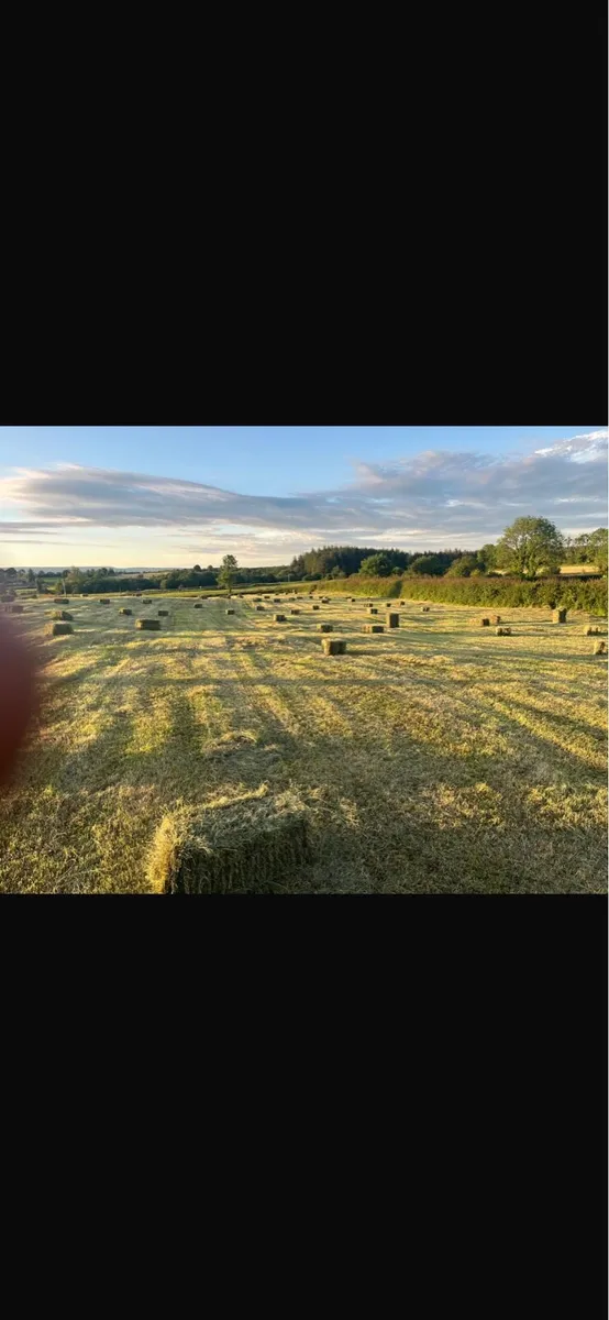 Square bales off field - Image 3