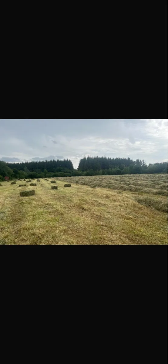 Square bales off field - Image 4