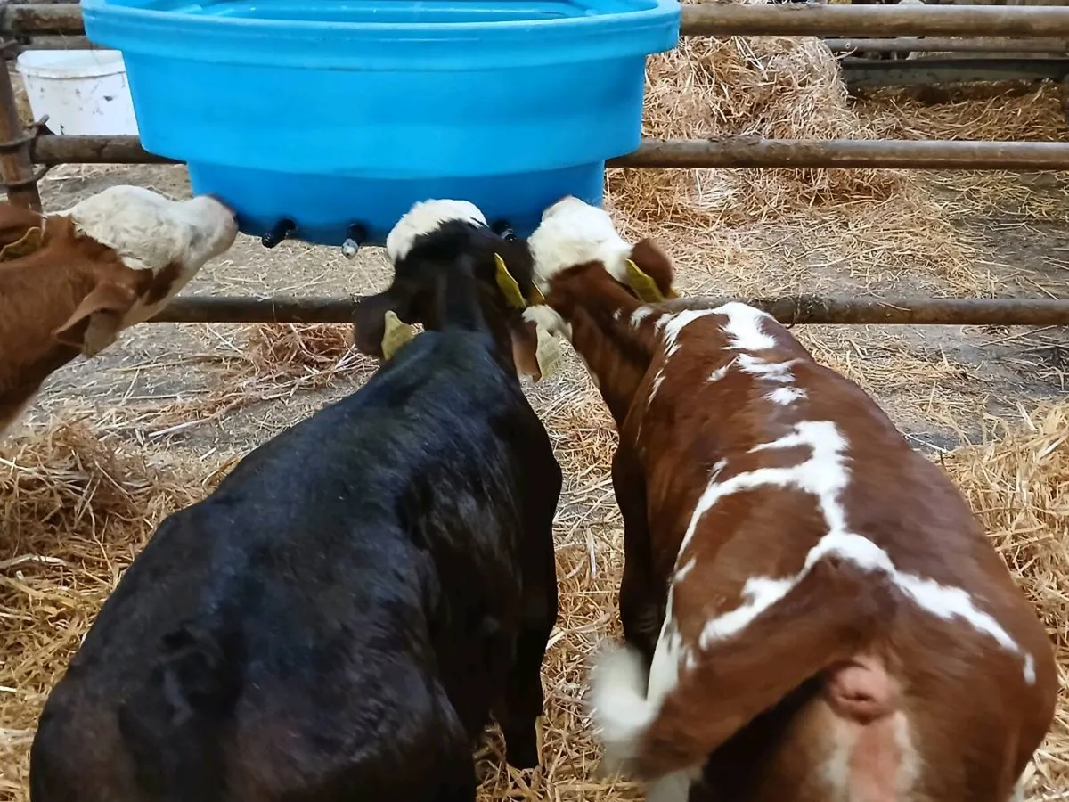2 Lovely Hereford Heifer Calves - Image 2