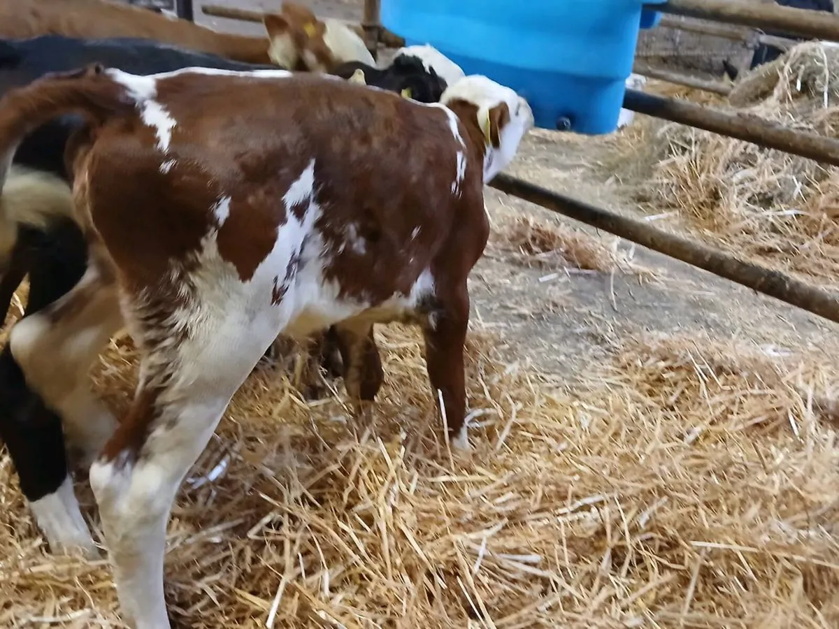 2 Lovely Hereford Heifer Calves - Image 3