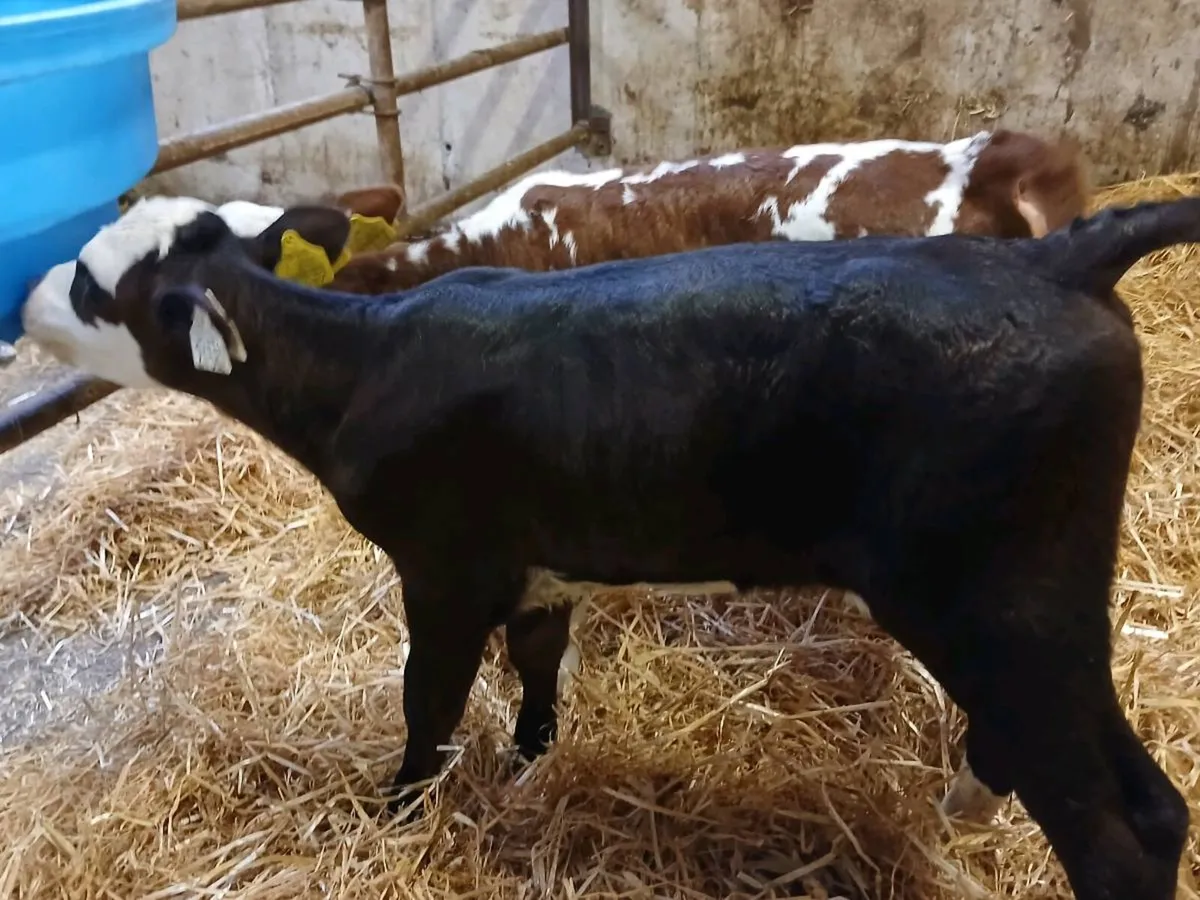 2 Lovely Hereford Heifer Calves - Image 4