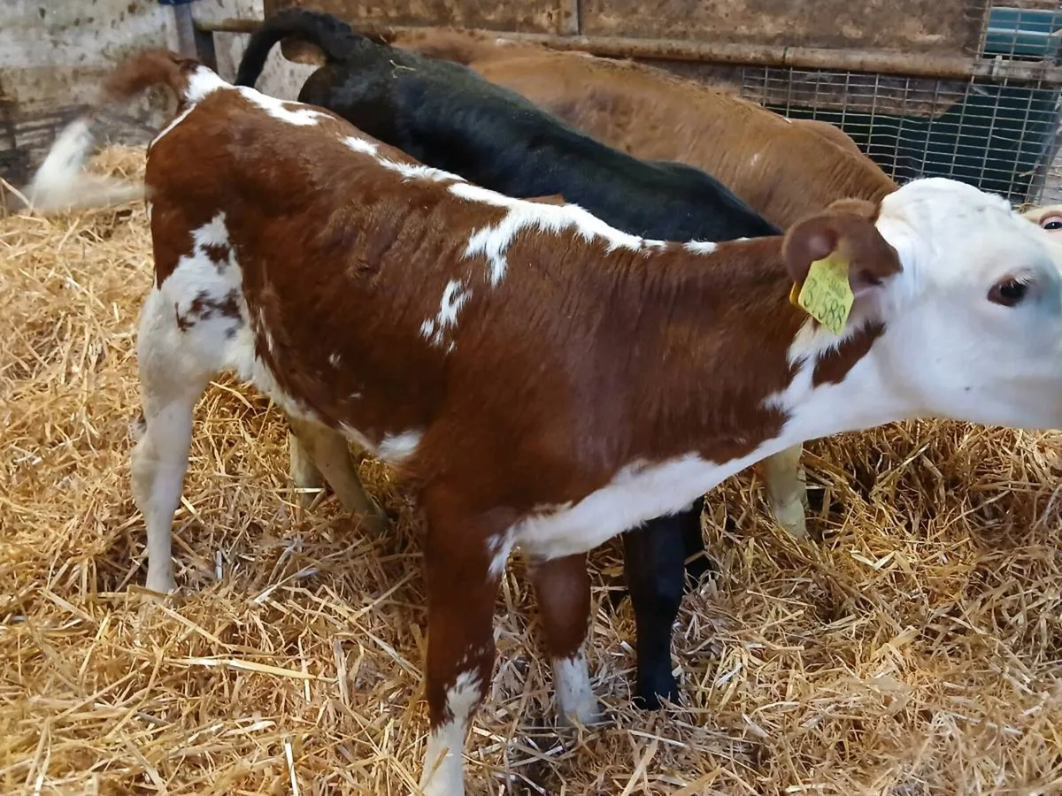 2 Lovely Hereford Heifer Calves - Image 1