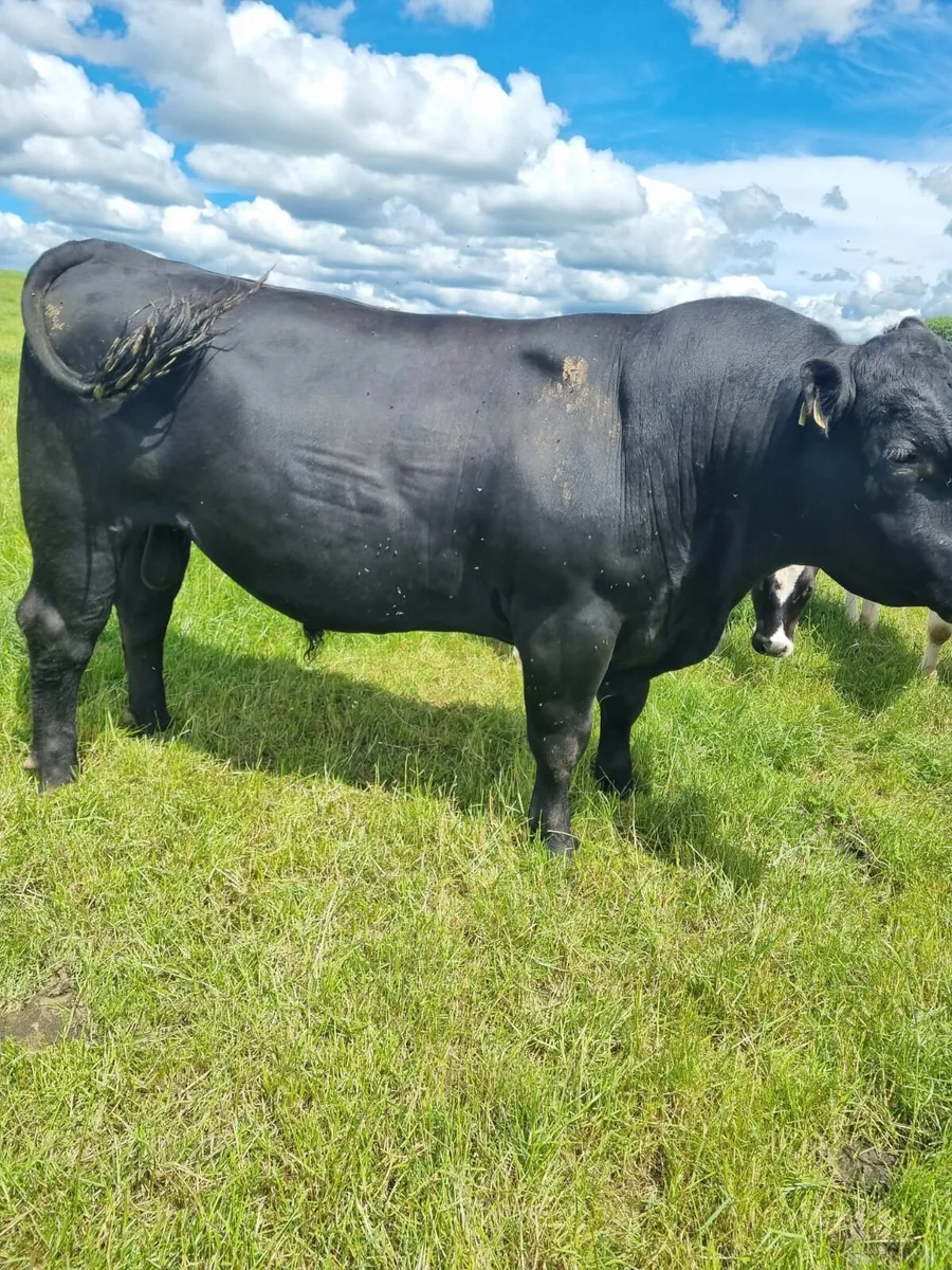 Angus Bull - Image 1