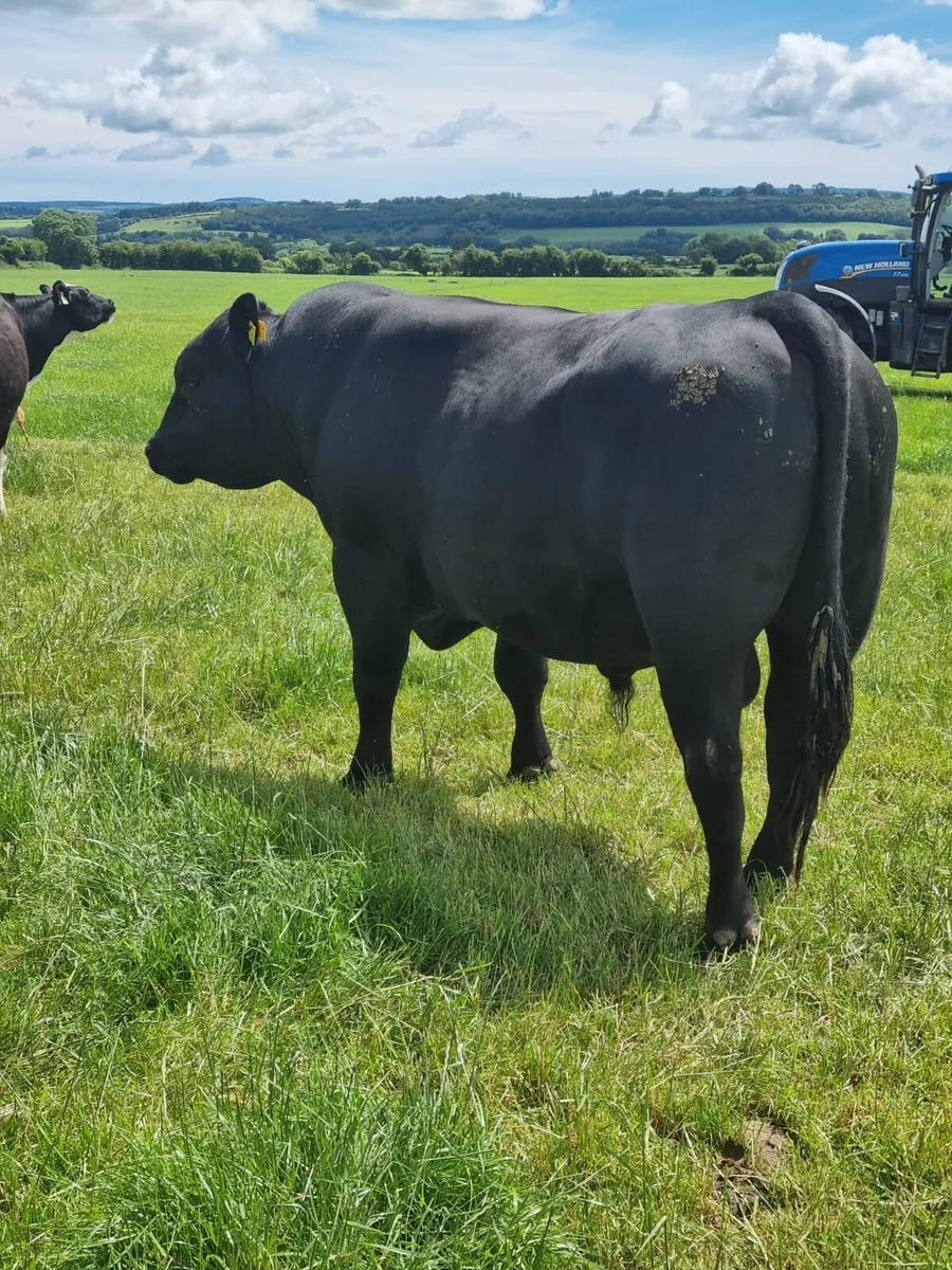 Angus Bull - Image 2