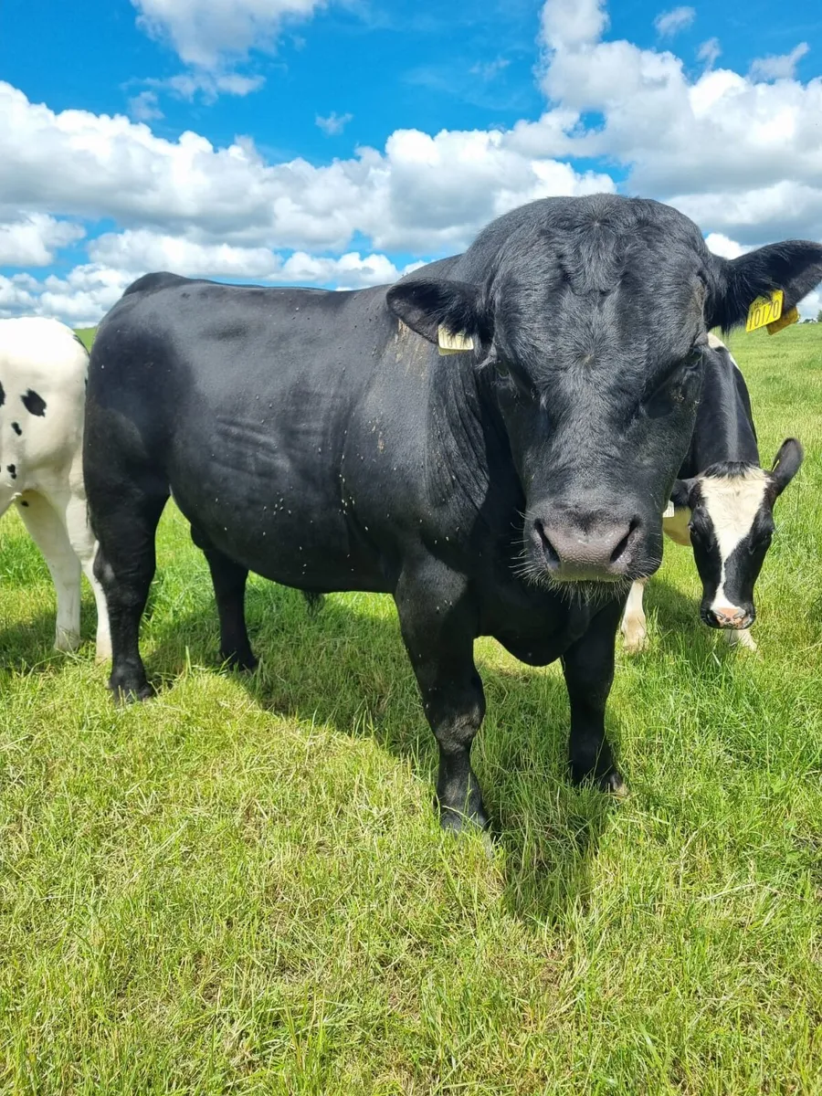 Angus Bull - Image 3