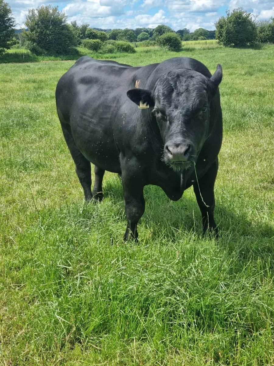 Angus Bull - Image 4