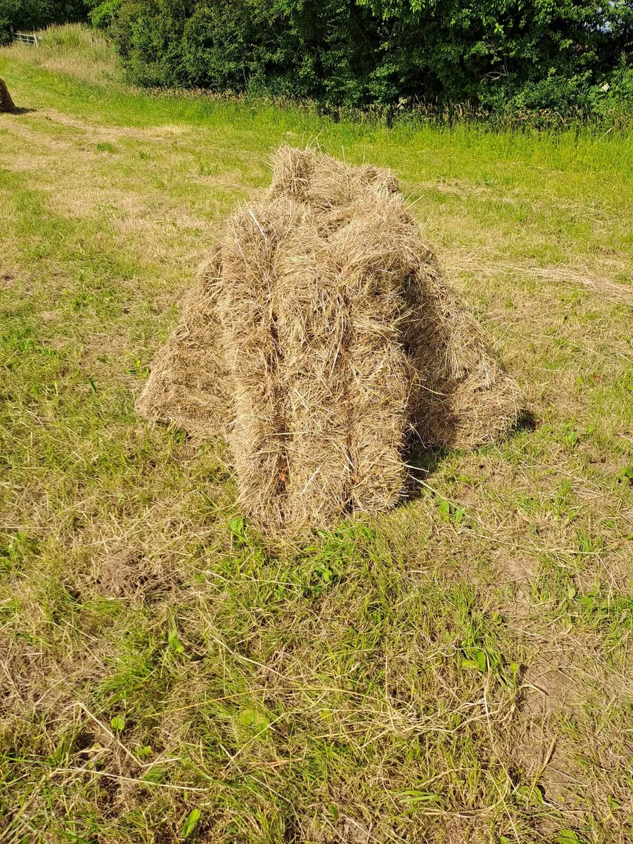 Hay square bales - Image 1