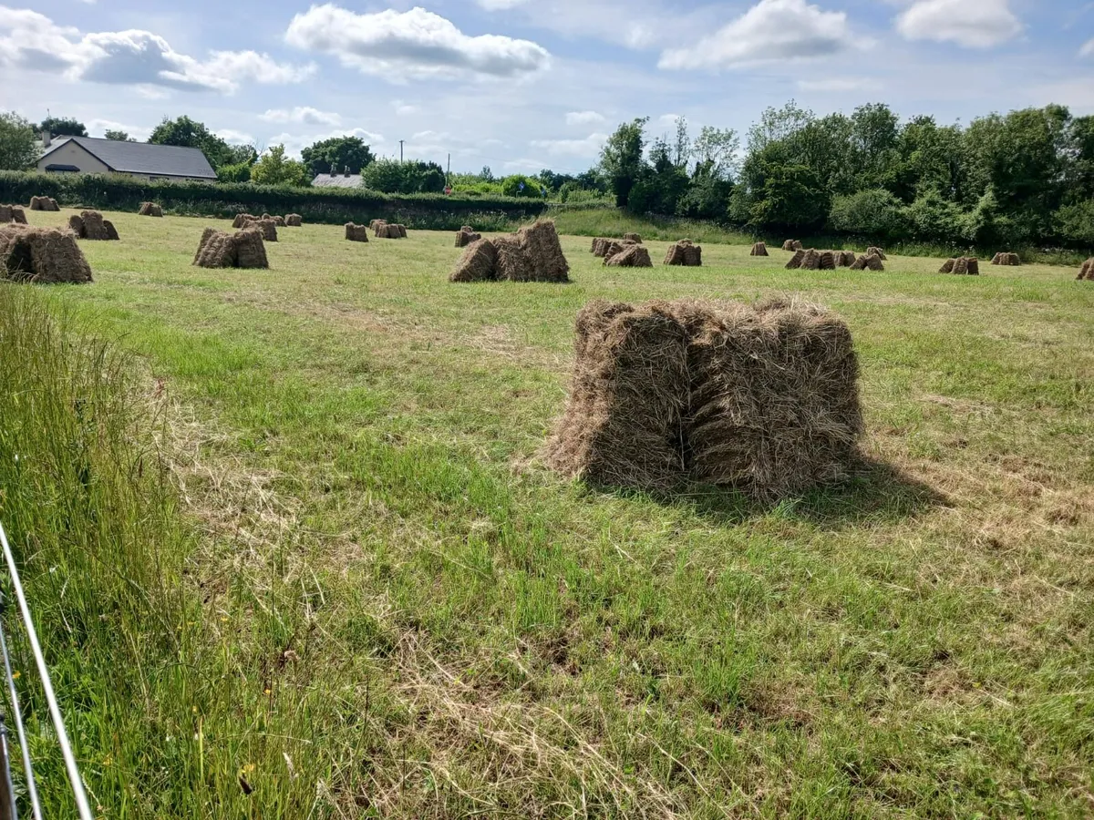 Hay square bales - Image 2