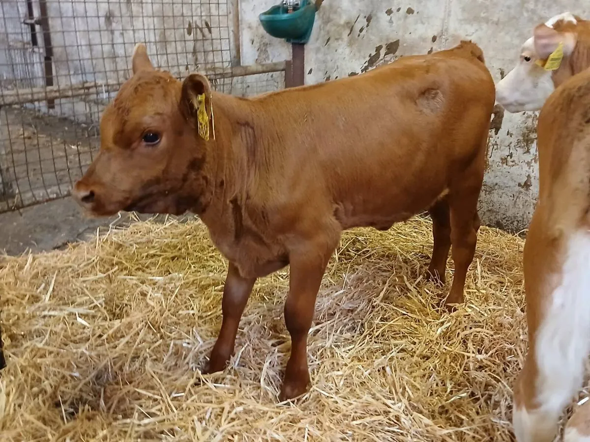 6 Strong Heifer Calves - Image 2