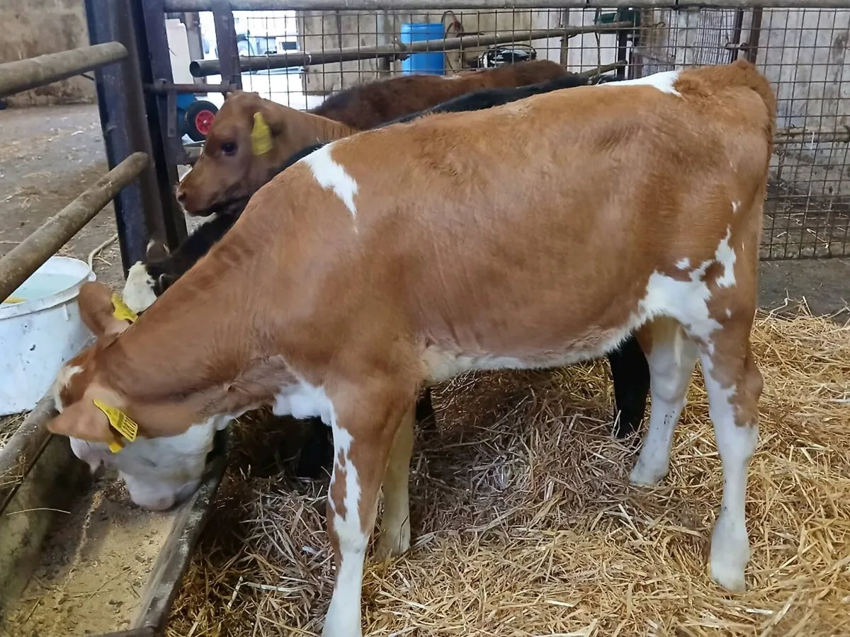 6 Strong Heifer Calves - Image 3