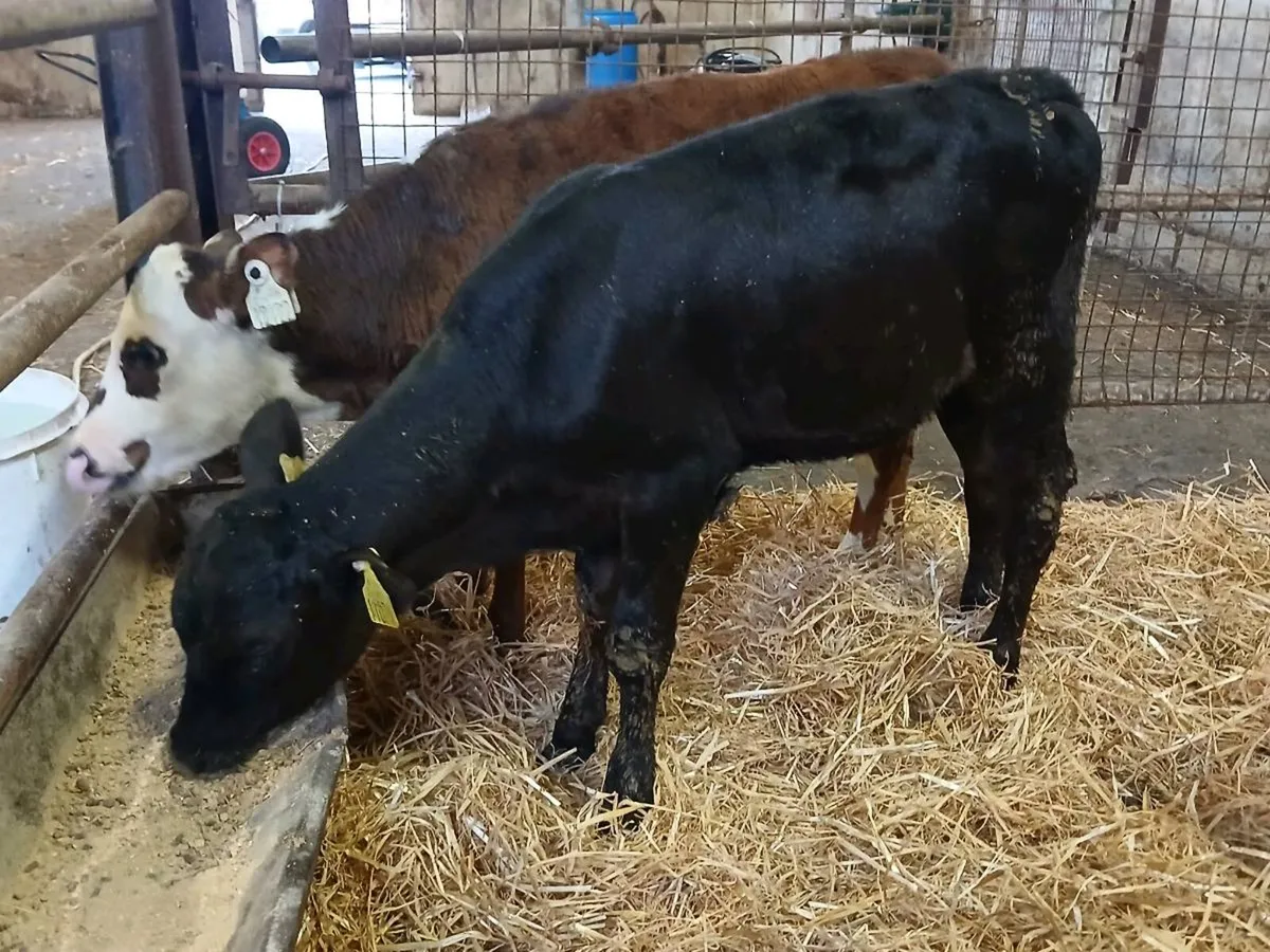 6 Strong Heifer Calves - Image 4