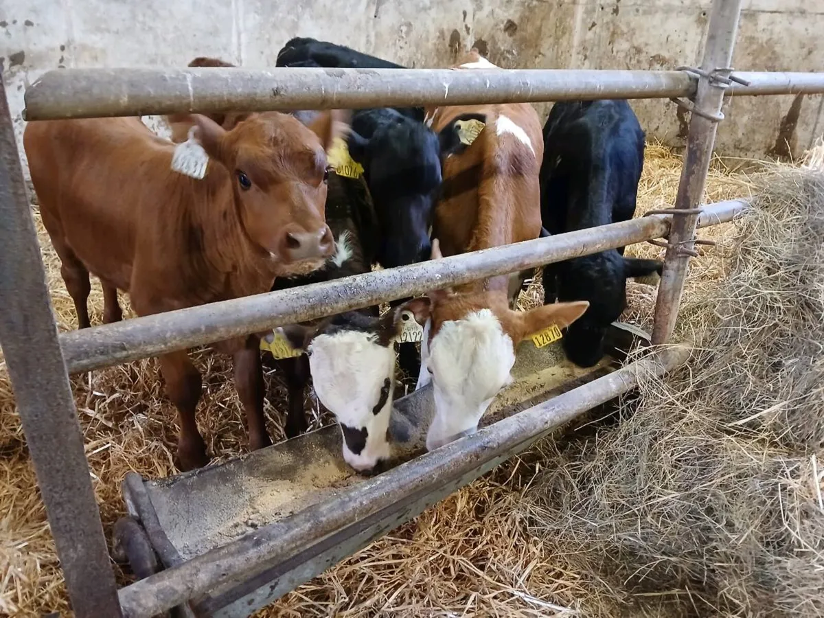 6 Strong Heifer Calves - Image 1