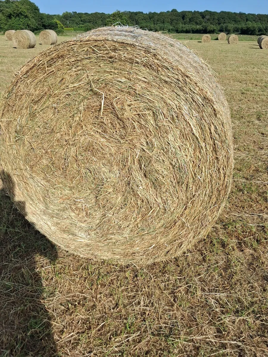 4x4 Round Bales of Hay for sale - Image 2