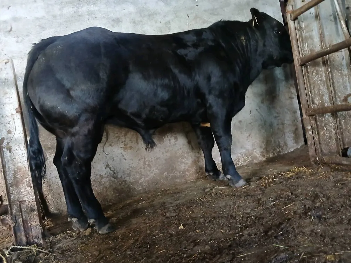 Hybrid BB/LM Bull - Image 4