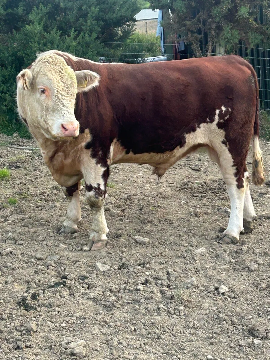 Bull - Image 2