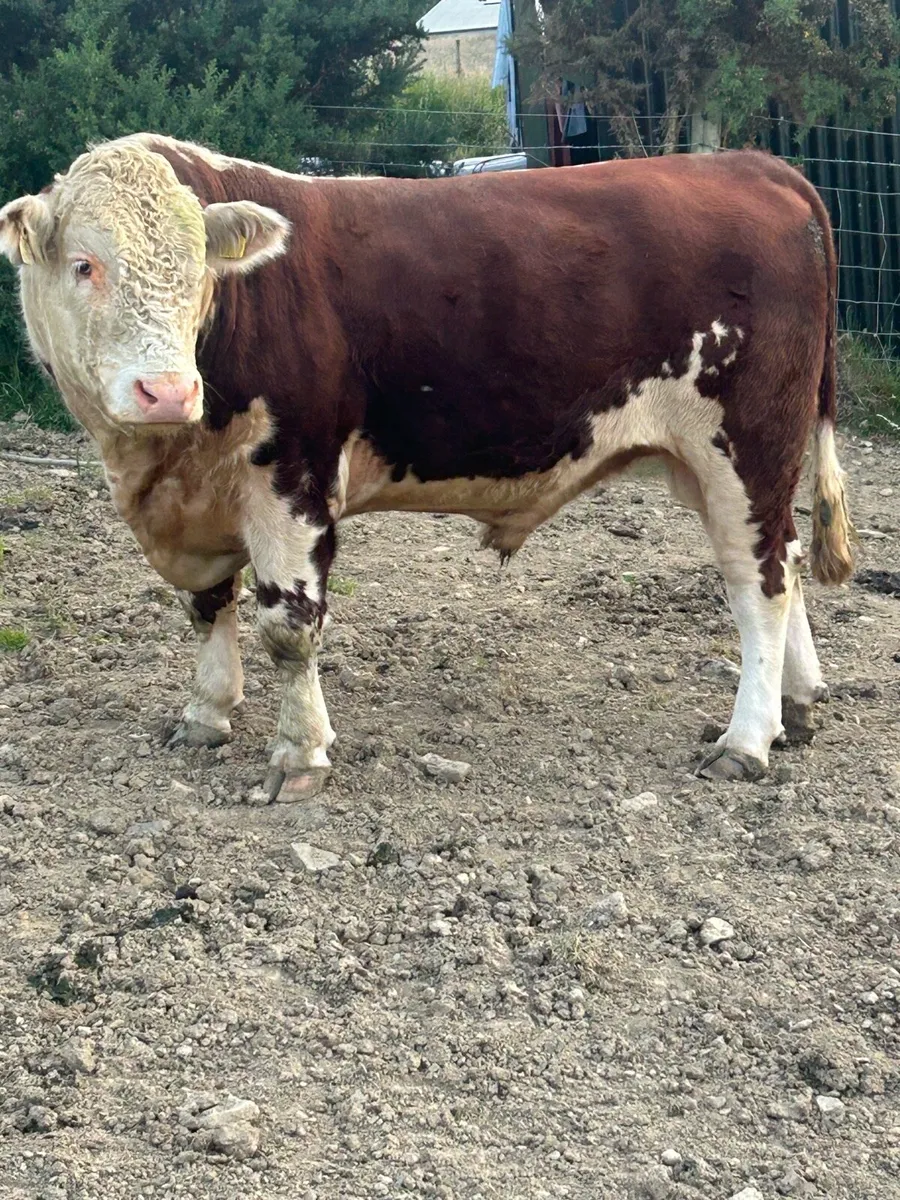 Bull - Image 3