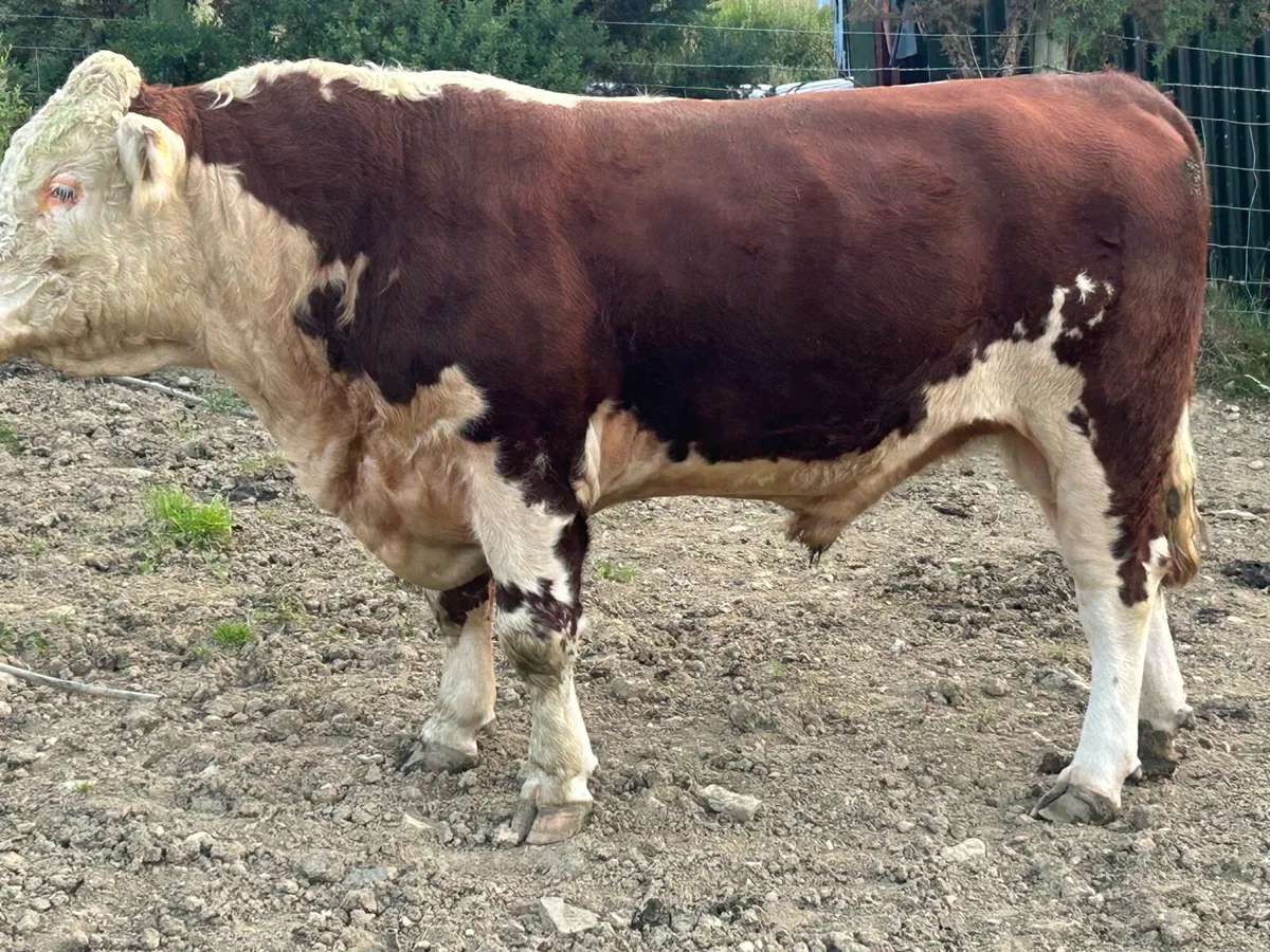 Bull - Image 1