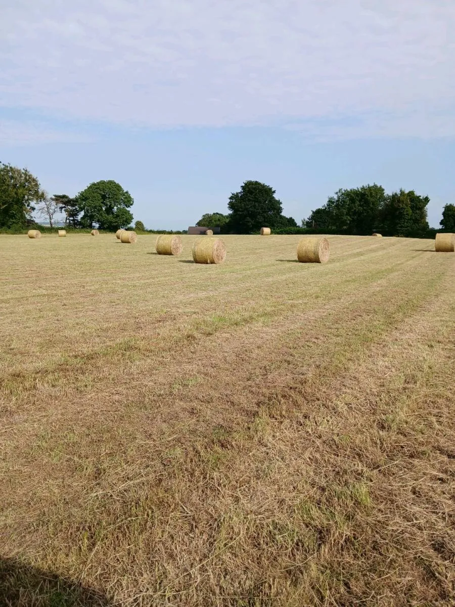Hay for sale - Image 2
