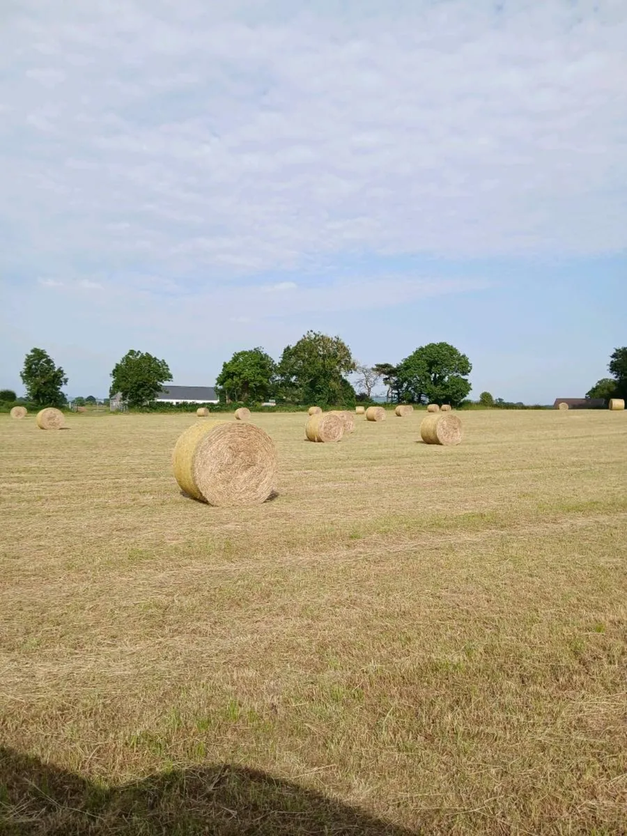 Hay for sale - Image 3