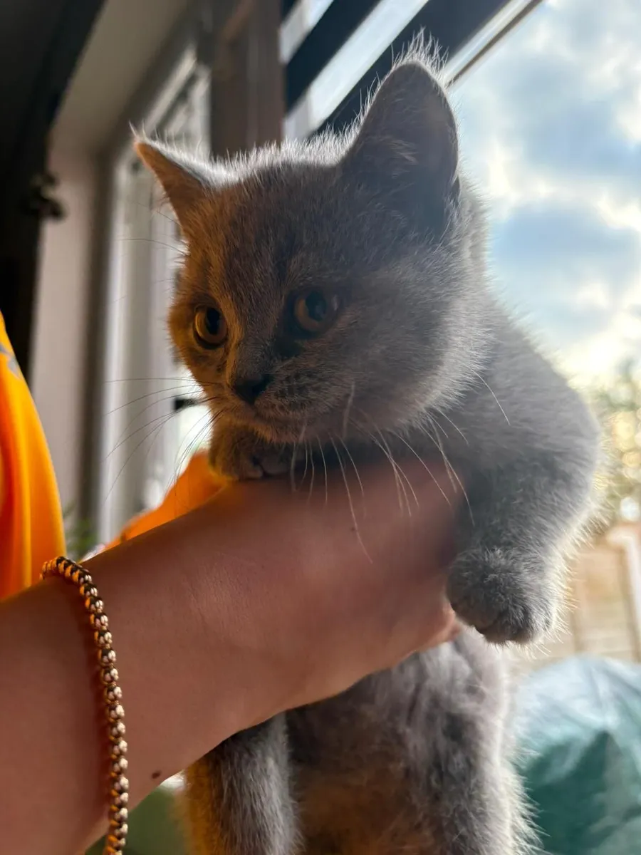 Cat - Image 1