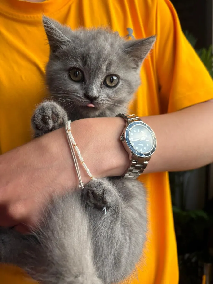Cat - Image 2
