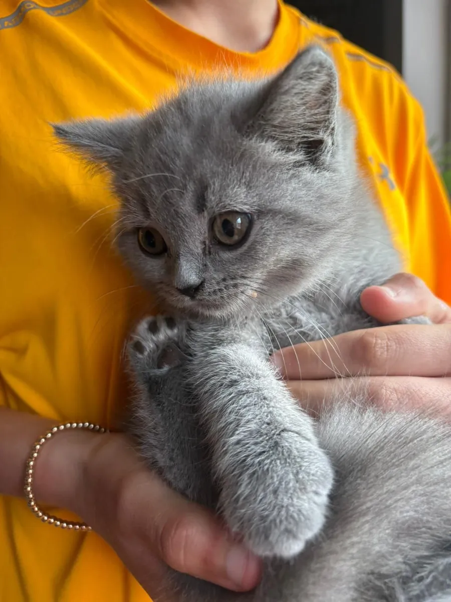 Cat - Image 3