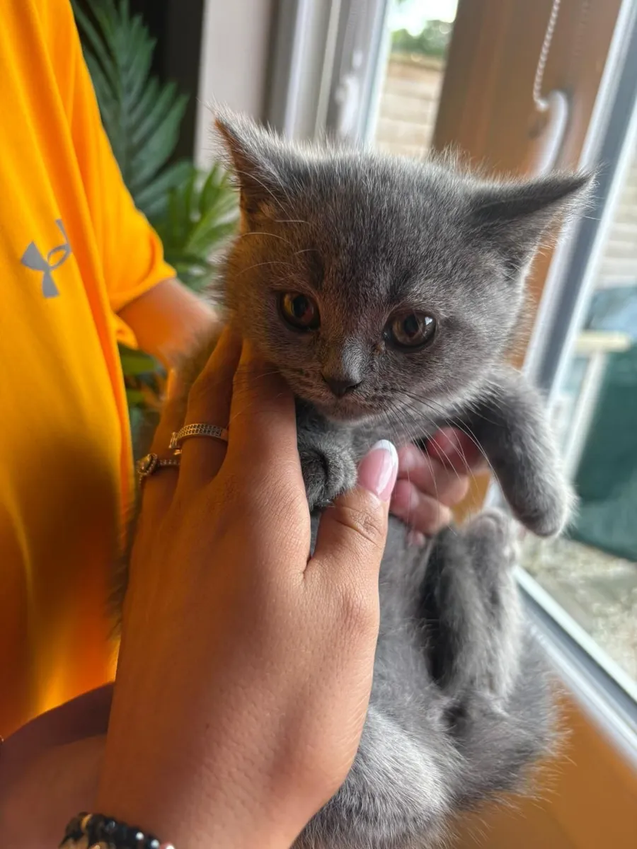 Cat - Image 4
