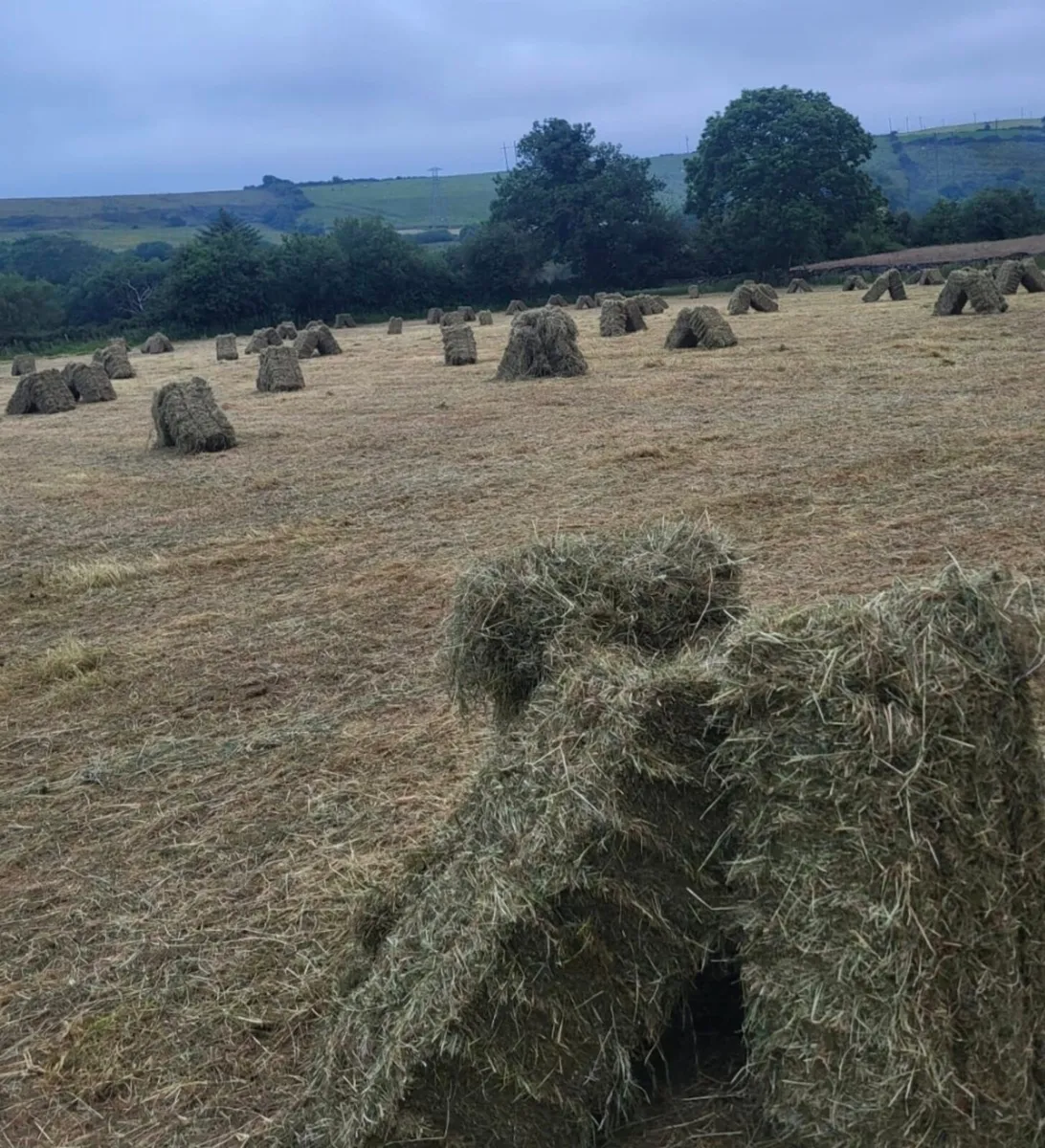 Square Bales of Hay - Image 1