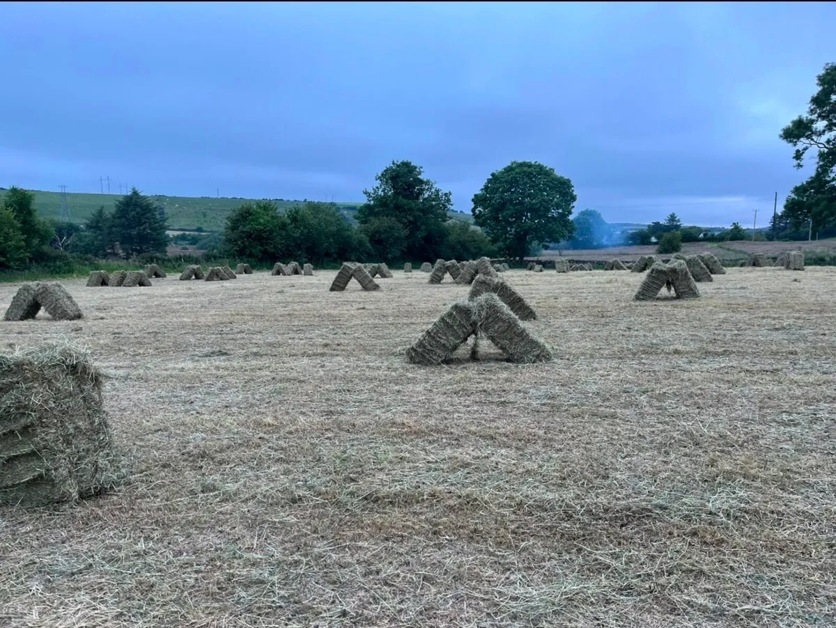 Square Bales of Hay - Image 2