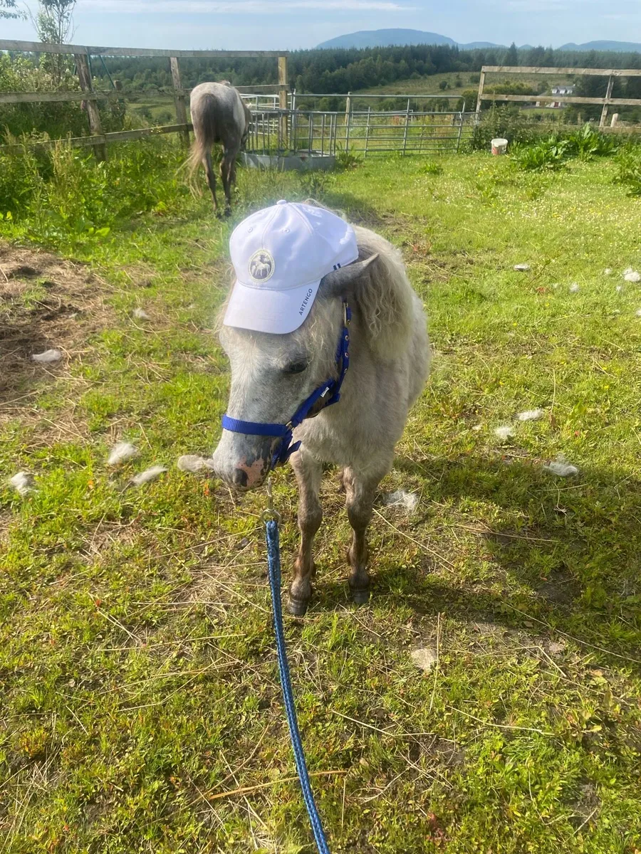 (Rare colour) Kerry bog pony colt - Image 3