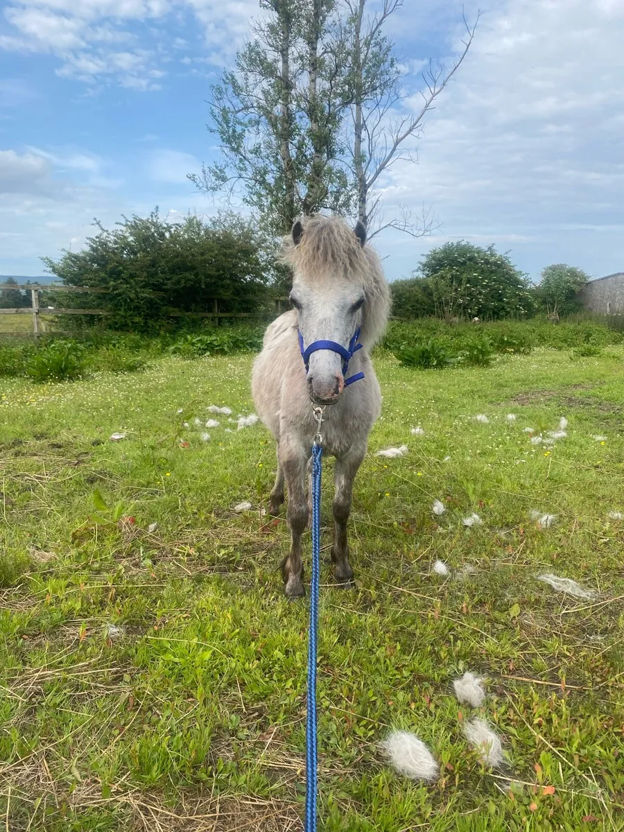 (Rare colour) Kerry bog pony colt - Image 4