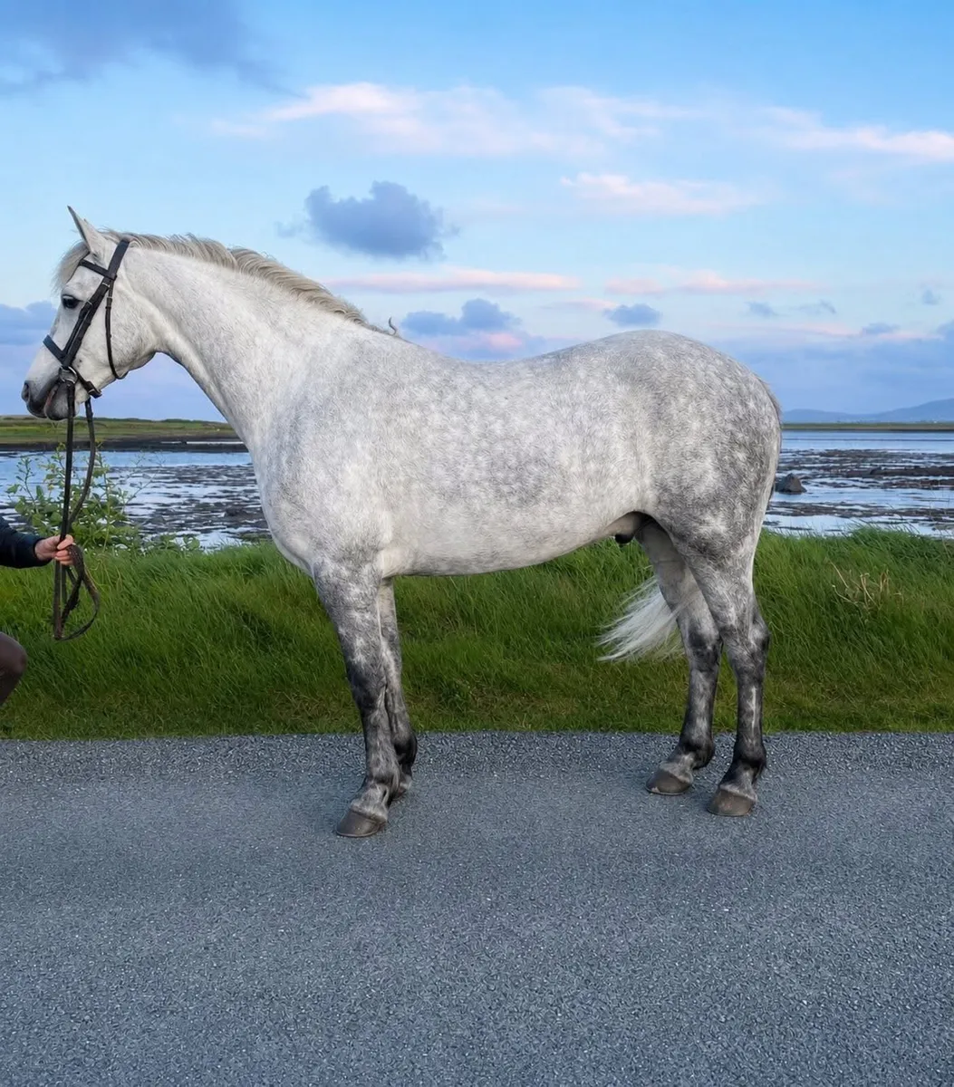 151 cm Connemara - Image 1