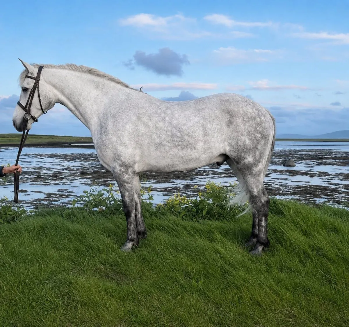 151 cm Connemara - Image 2
