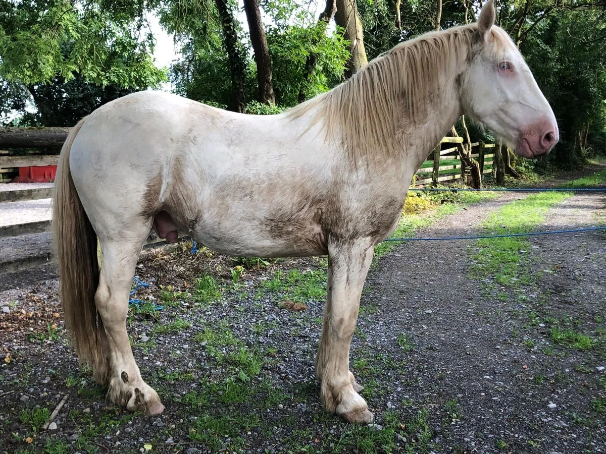 16h 3 year old gelding - Image 2