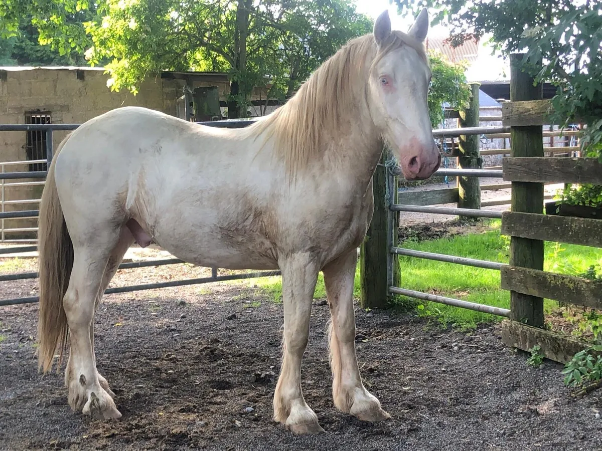 16h 3 year old gelding - Image 3