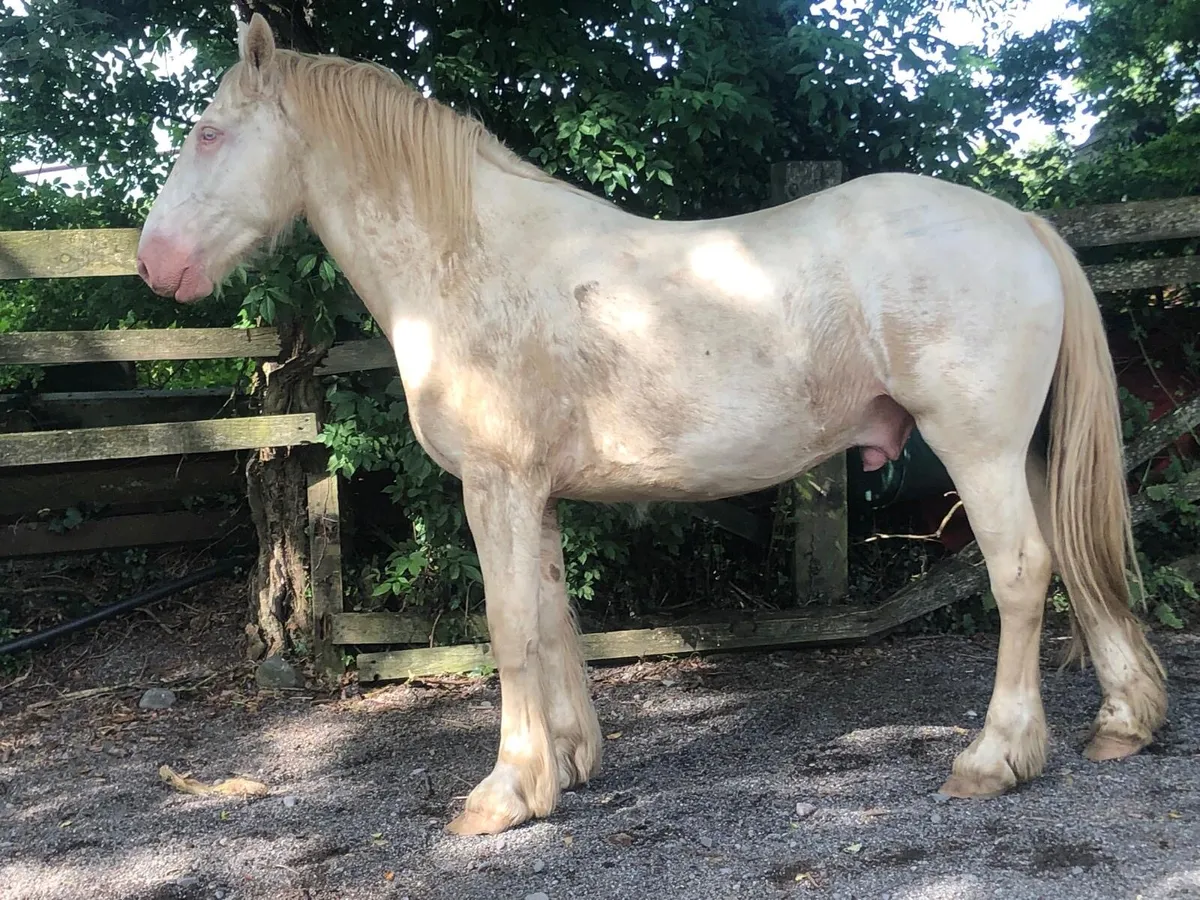 16h 3 year old gelding - Image 4