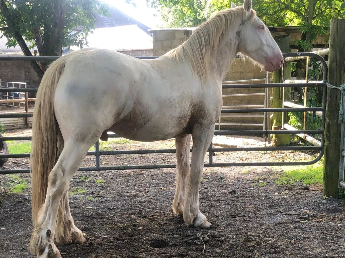 16h 3 year old gelding - Image 1