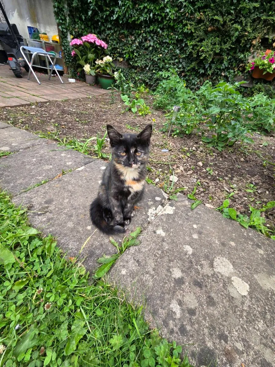 Kitten - Image 1