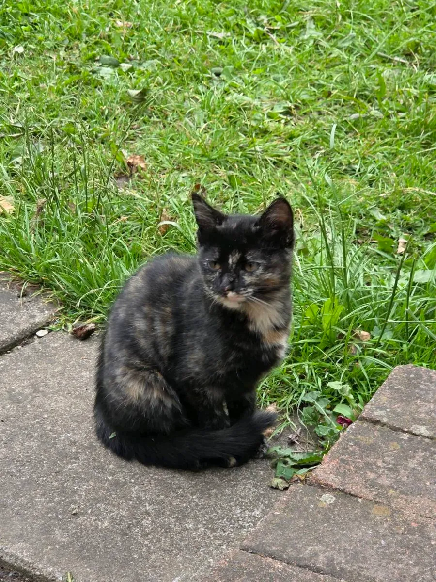 Kitten - Image 2