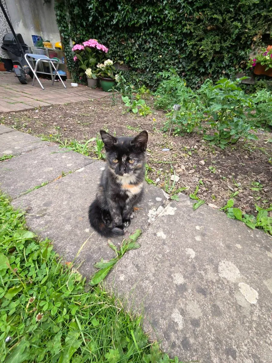 Kitten - Image 3