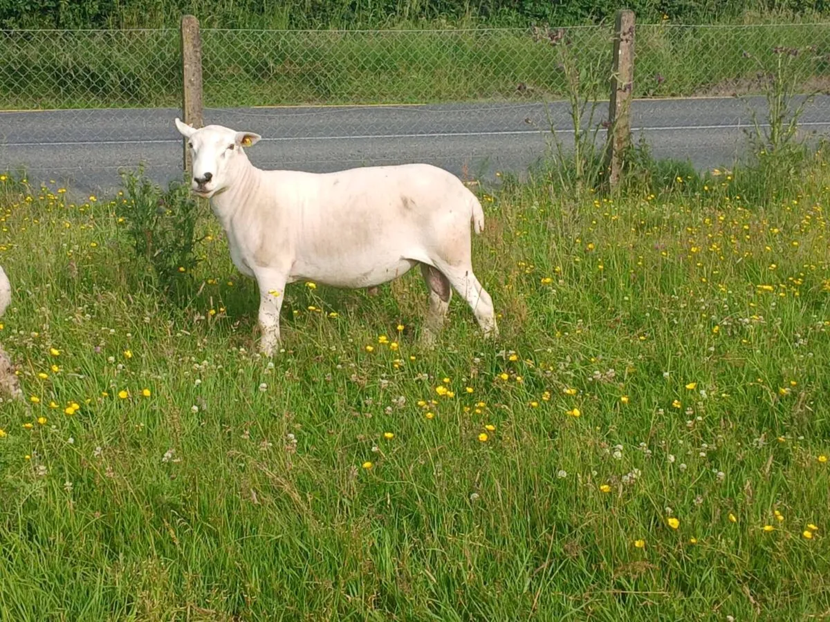 Charollais ram & llyen - Image 2