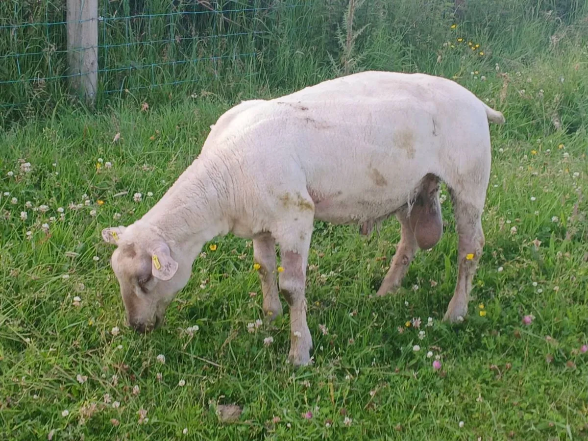 Charollais ram & llyen - Image 3