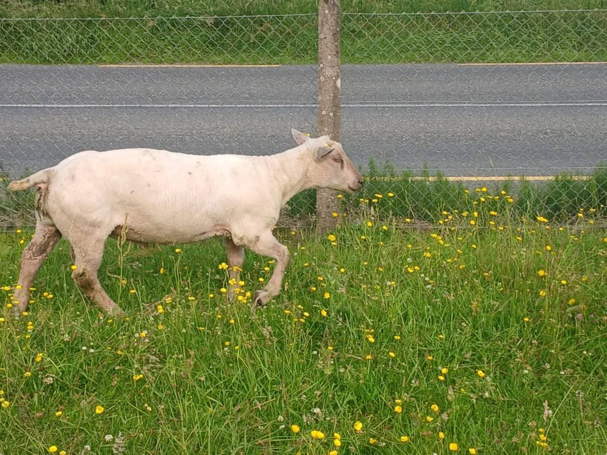 Charollais ram & llyen - Image 4