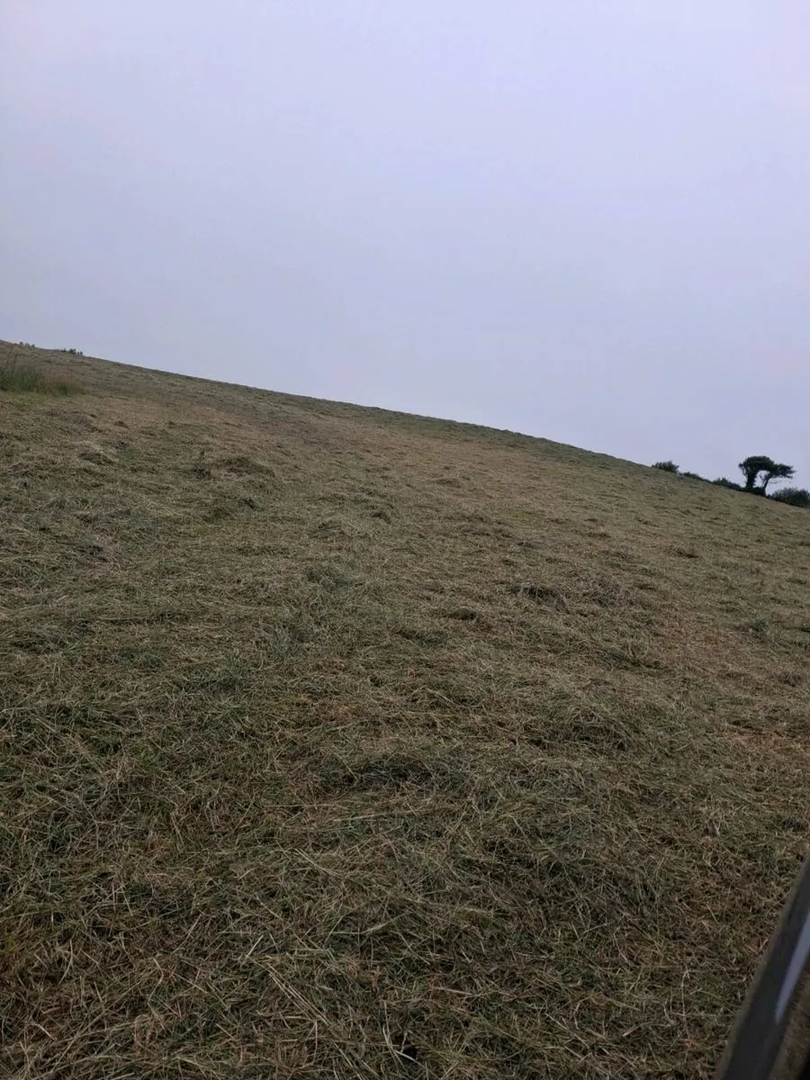 square hay bales - Image 2