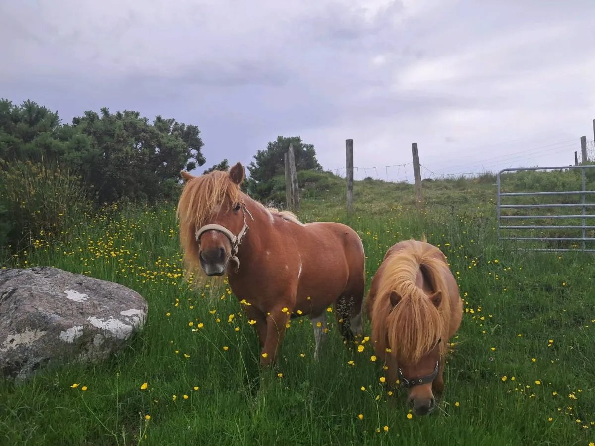 Shetland Ponies - Image 3