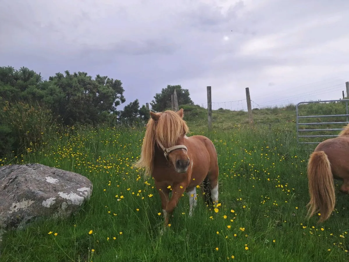 Shetland Ponies - Image 4