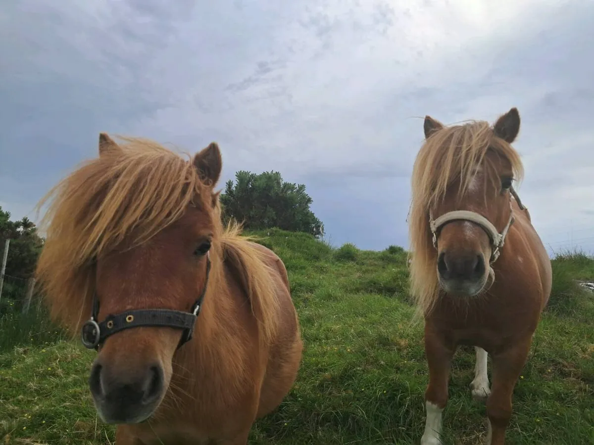 Shetland Ponies - Image 1
