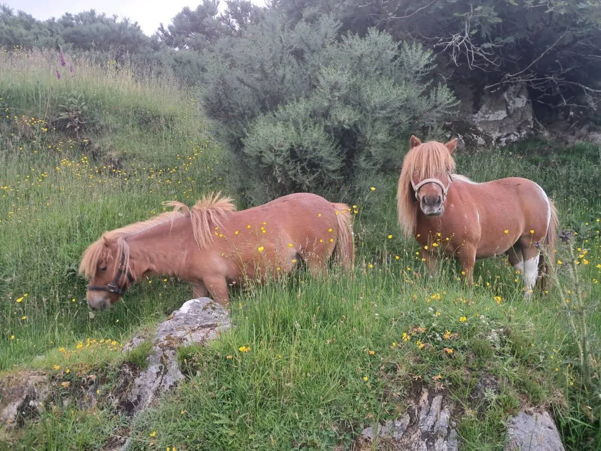 Shetland Ponies - Image 2